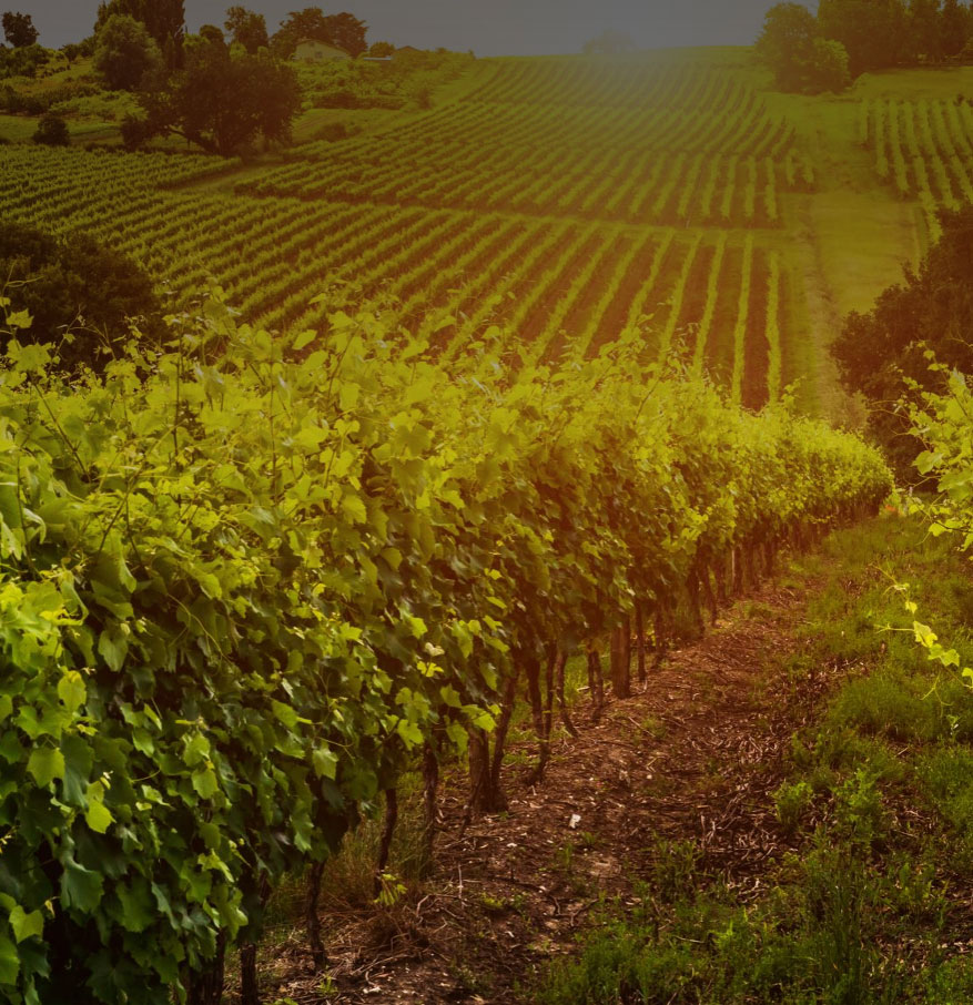 Havens-winery-vineyard havens vineyard